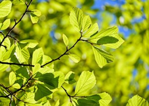 placeholder_greenleaves