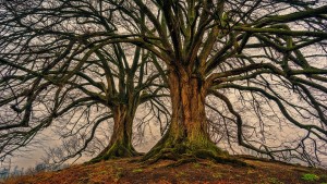 placeholder_tree