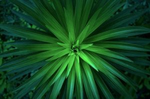 placeholder-green
